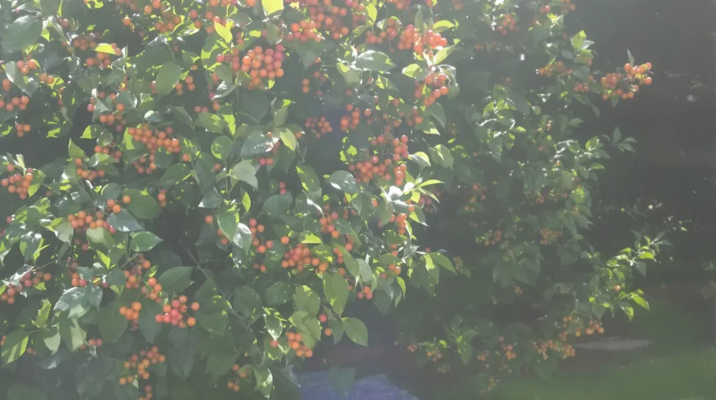 Plantée en mars, cette plante attirera de nombreux oiseaux dans votre jardin