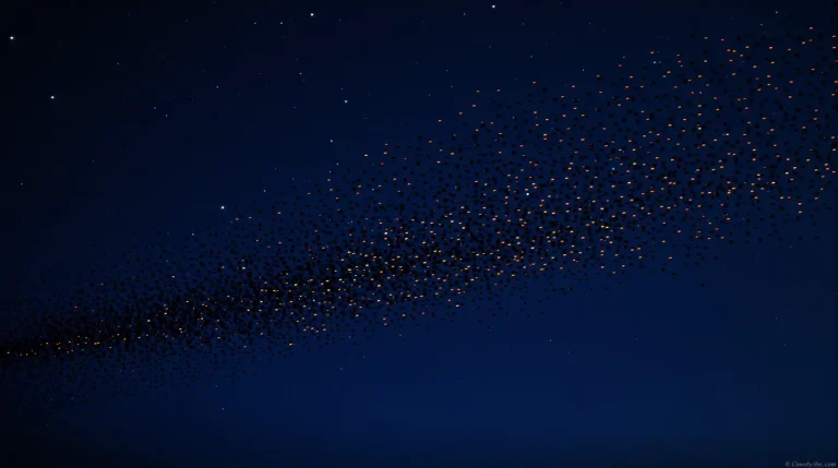 Oiseaux migrateurs : comment ils retrouvent leur chemin sans carte ni GPS