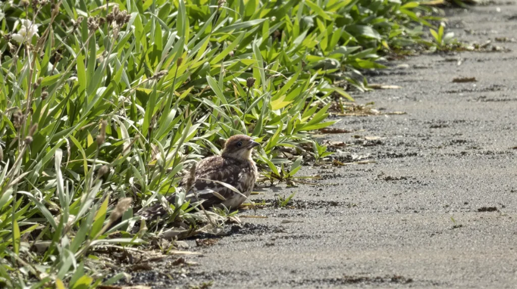 Printemps : si vous croisez ce jeune oiseau sauvage au sol lors d'une balade, ce geste bien intentionné pourrait lui coûter la vie
